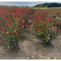 Tűzpiros örökzöld korallberkenye  PHOTINIA FRASERI RED SELECT 100/125*