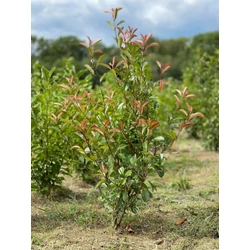 Tűzpiros örökzöld korallberkenye  PHOTINIA FRASERI RED SELECT 125/150*