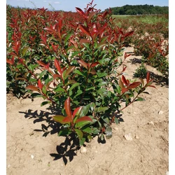 Örökzöld korallberkenye PHOTINIA X FRASERI CARRE ROUGE 80/100*