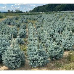 Ezüstfenyő PICEA PUNGENS SUPER BLUE SEEDLING 100/125*