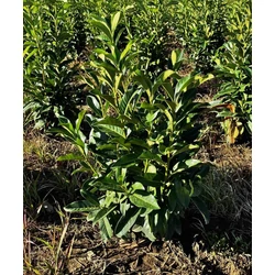 Oszlopos babérmeggy PRUNUS LAUROCERASUS GENOLIA 60/80*