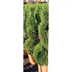 Leyland ciprus   CUPRESSOCYPARIS LEYLANDII PYRAMIDALIS SPIRÁL 140/160 K25