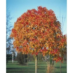 Amerikai ámbrafa   LIQUIDAMBAR STYRACIFLUA GUMBALL T1/2 20/25 K130