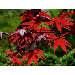 Japán juhar   ACER PALMATUM BI-HOO 80/100 K10