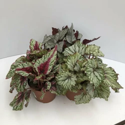 Levélbegónia BEGONIA BELEAF MIX CS12