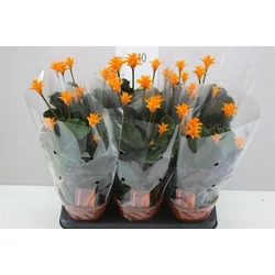Sáfrányos zebralevél CALATHEA CROCATA CS14