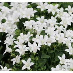 Dalmát harangvirág CAMPANULA PORTENSCHLAGIANA WHITE CS10,5