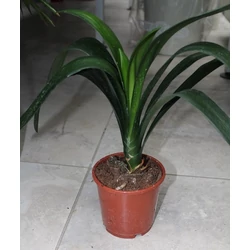 Szobaliliom     CLIVIA MINIATA CS15