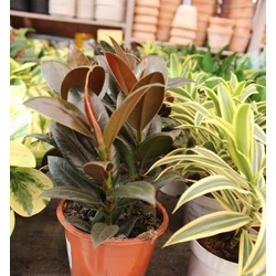 Nagylevelű fikusz FICUS ELASTICA BELIZE CS19