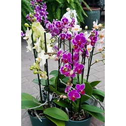 Lepkeorchidea PHALAENOPSIS CS12