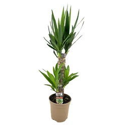 Pálmaliliom YUCCA ELEPHANTIPES TÖRZSES 45-20 CS17