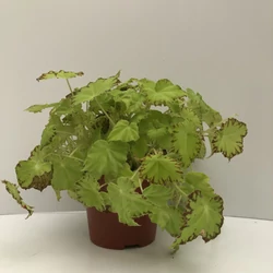 Levélbegónia BEGONIA NORDCS15