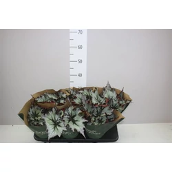 Levélbegónia BEGONIA NORDCS15