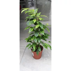 Szobai fikusz FICUS FAJTÁK CS27