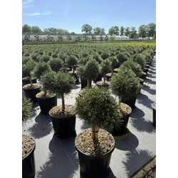 Hosszútűjű gömb feketefenyő PINUS NIGRA GREEN PEARL T20 B20/25 K8