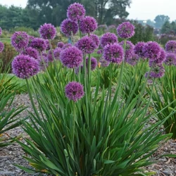 Díszhagyma ALLIUM CS15