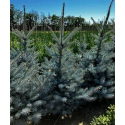 Szúrós luc (ezüstfenyő) PICEA PUNGENS EDITH 80/100*