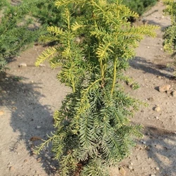 Aranylombú csüngő ágú tiszafa TAXUS BACCATA DOVASTONIANA AUREA 100/125*