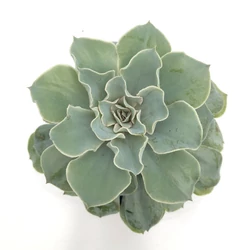 Fás kövirózsa ECHEVERIA FAJTÁK CS5,5