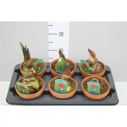 Hölgyliliom (Amarillisz) HIPPEASTRUM 2 SZÁLAS CS15