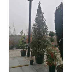 Oszlopos ezüstfenyő PICEA PUNGENS ISELI FASTIGIATA 250/300 3×I DL