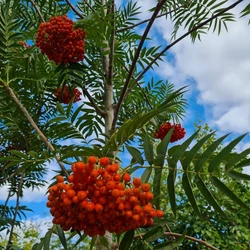 Sárgatermésű madárberkenye   SORBUS COMMIXTA DODONG 14/16 K90