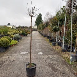 Gömb szivarfa   CATALPA BIGNONIOIDES NANA T180 6/8 K30
