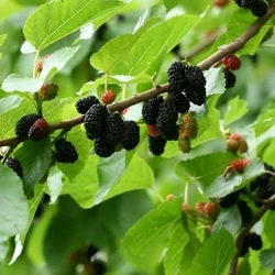 Szomorú eperfa   MORUS ALBA PENDULA T200 6/8 K35