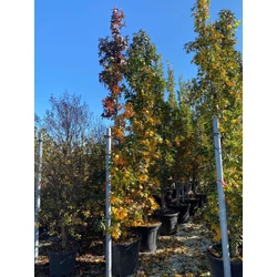Amerikai ámbrafa   LIQUIDAMBAR SLENDER SILHOUETTE 400/450 K130