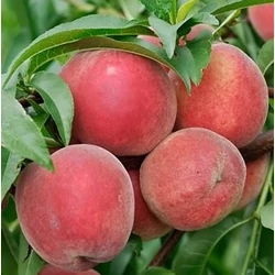 Maria Bianca őszibarack PRUNUS PERSICA MARIA BIANCA 14/16 FL