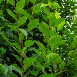 Oszlopos gyertyán   CARPINUS BETULUS FASTIGIATA T200 10/12 K30