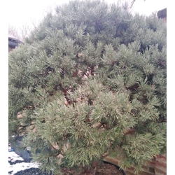 Törpe erdeifenyő   PINUS SYLVESTRIS WATERERI TÖBBTÖRZSES 150/175 K230