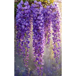 Lilaakác    WISTERIA BRACHYBOTRYS SHOWA-BENI  T110 K30