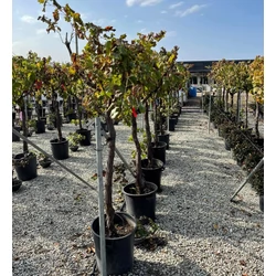 Termő szőlő VITIS VINIFERA KÉK CSEMEGE SZŐLŐ T1/2 20/+ K50