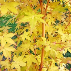 Japán juhar   ACER PALMATUM BI-HOO 60/80 K10 