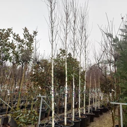 Himalájai nyír   BETULA UTILIS DOORENBOS 3×I 14/16 K70