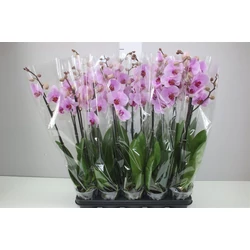 Lepkeorchidea PHALAENOPSIS 1 ÁGAS CS12