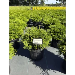 Kompakt hinoki hamisciprus CHAMAECYPARIS OBTUSA PYGMAEA 30/35 K6