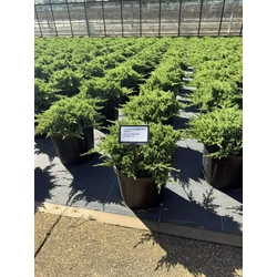 Japán törpeboróka   JUNIPERUS PROCUMBENS NANA 30/40 K8