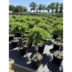 Japán törpeboróka   JUNIPERUS PROCUMBENS NANA T60 K15