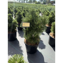 Páncélfenyő PINUS LEUCODERMIS IRISH BELL 35/40 K11