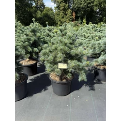 Japán fehérfenyő   PINUS PARVIFLORA NEGISHI 50/60 K12