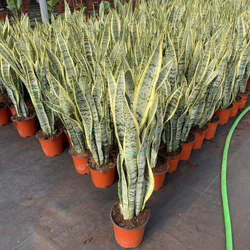 Anyósnyelv SANSEVIERIA 50CM ZÖLD CSERÉPBEN K3