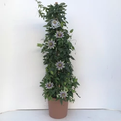Golgotavirág  PASSIFLORA PIRAMIS 110CM K9