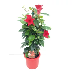 TölcsérjázminSUNDAVILLE PIRAMIS 50CM K1,5