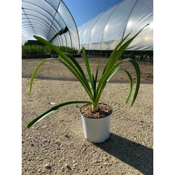 Afrikai szerelemvirág-fehérAGAPANTHUS AFRICANUS ALBUS K3