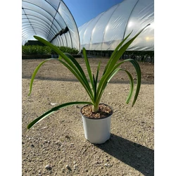 Afrikai szerelemvirág AGAPANTHUS AFRICANUS BLUE K3