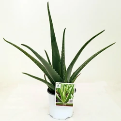 ALOE VERA K3