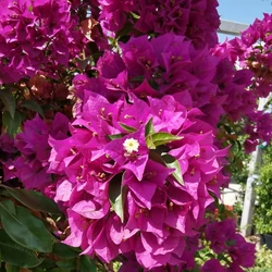 Murvafürt   BOUGAINVILLEA GLABRA SANDERIANA T1/2 K13
