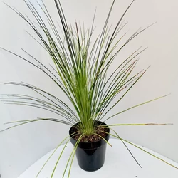 Üstökliliom   DASYLIRION LONGISSIMUM K6